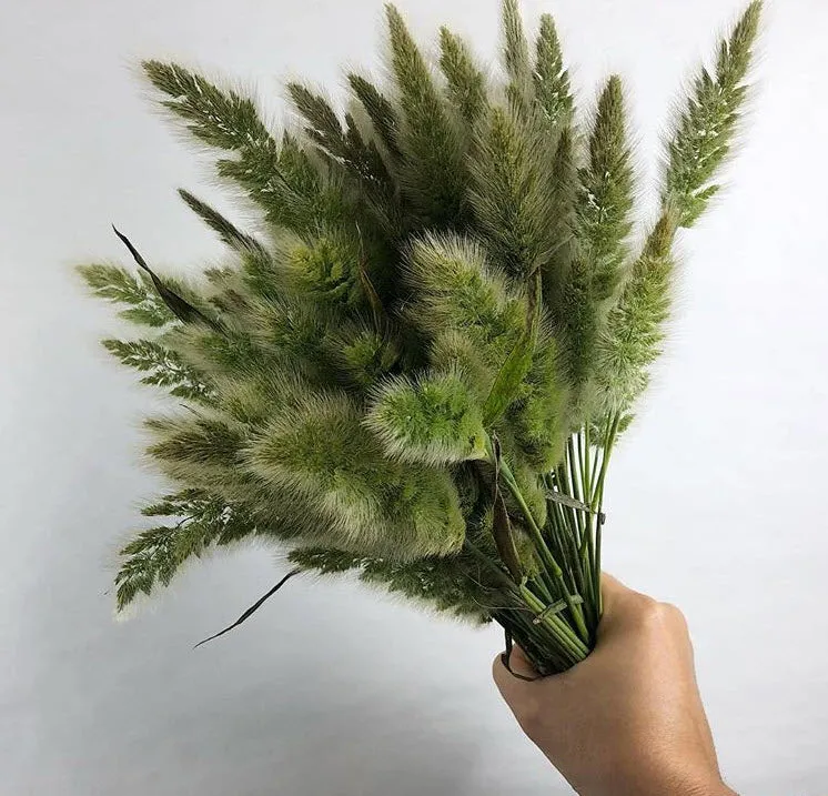 Bunnytail Grass