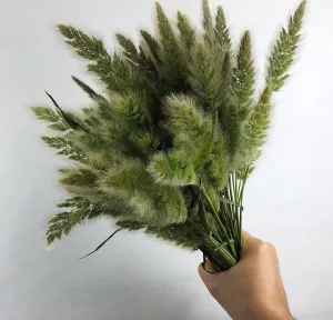 Bunnytail Grass