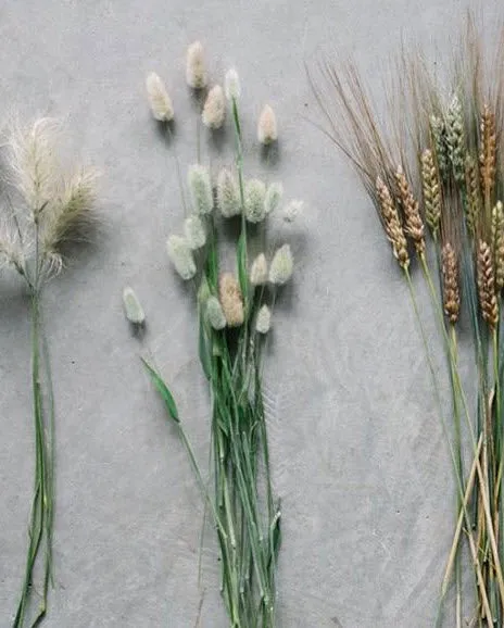 Bunnytail Grass
