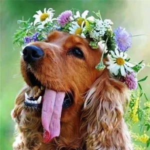Charming Dog