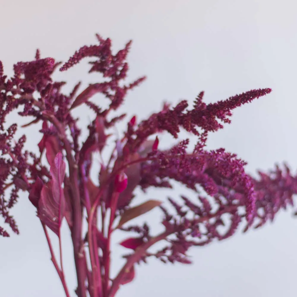 FALL ONLY Burgundy Upright Amaranthus Flower