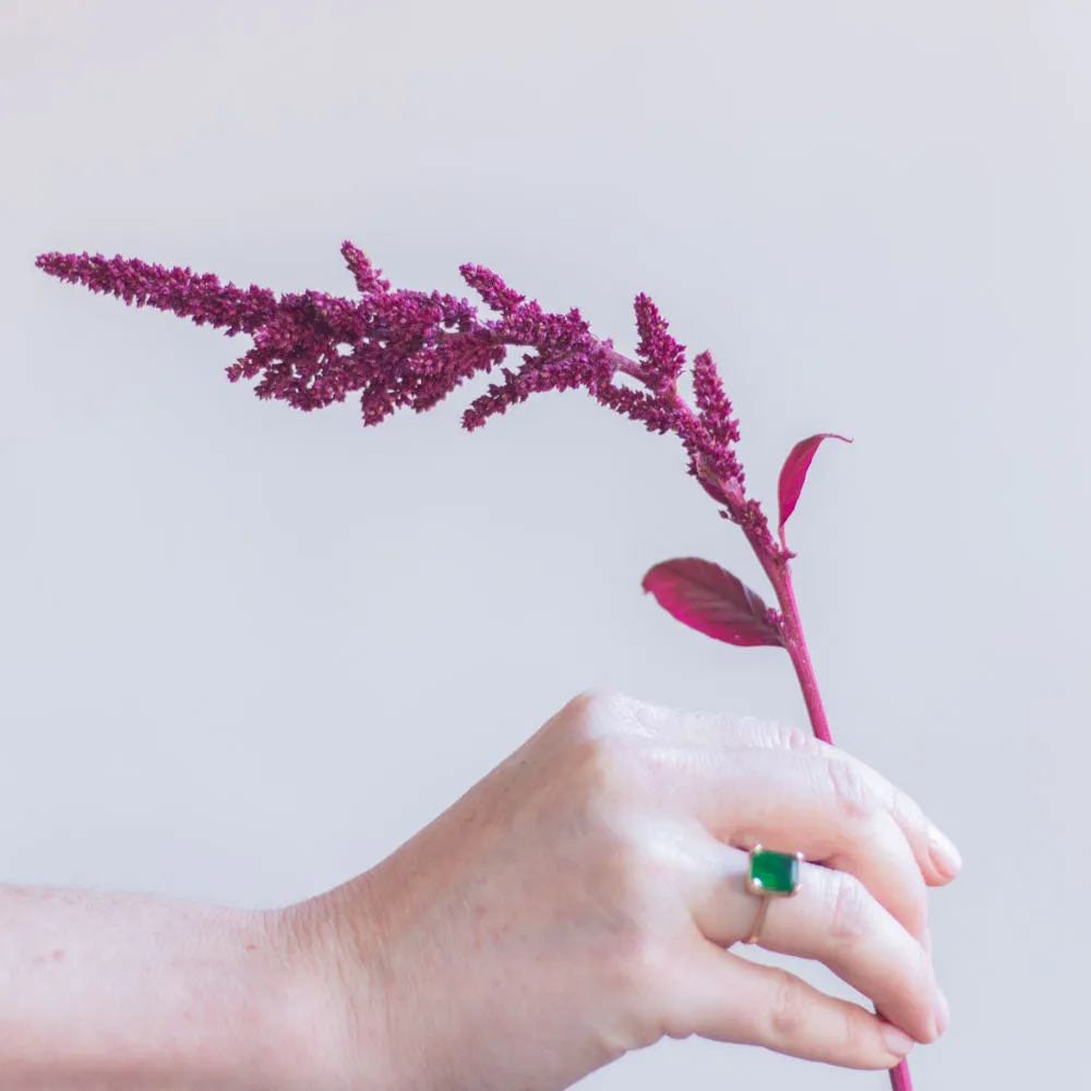 FALL ONLY Burgundy Upright Amaranthus Flower
