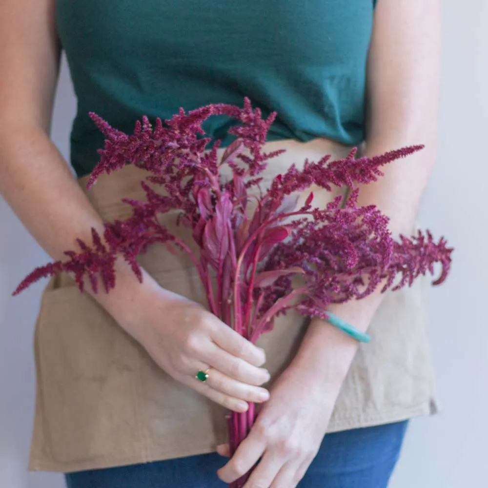 FALL ONLY Burgundy Upright Amaranthus Flower