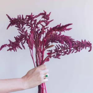 FALL ONLY Burgundy Upright Amaranthus Flower