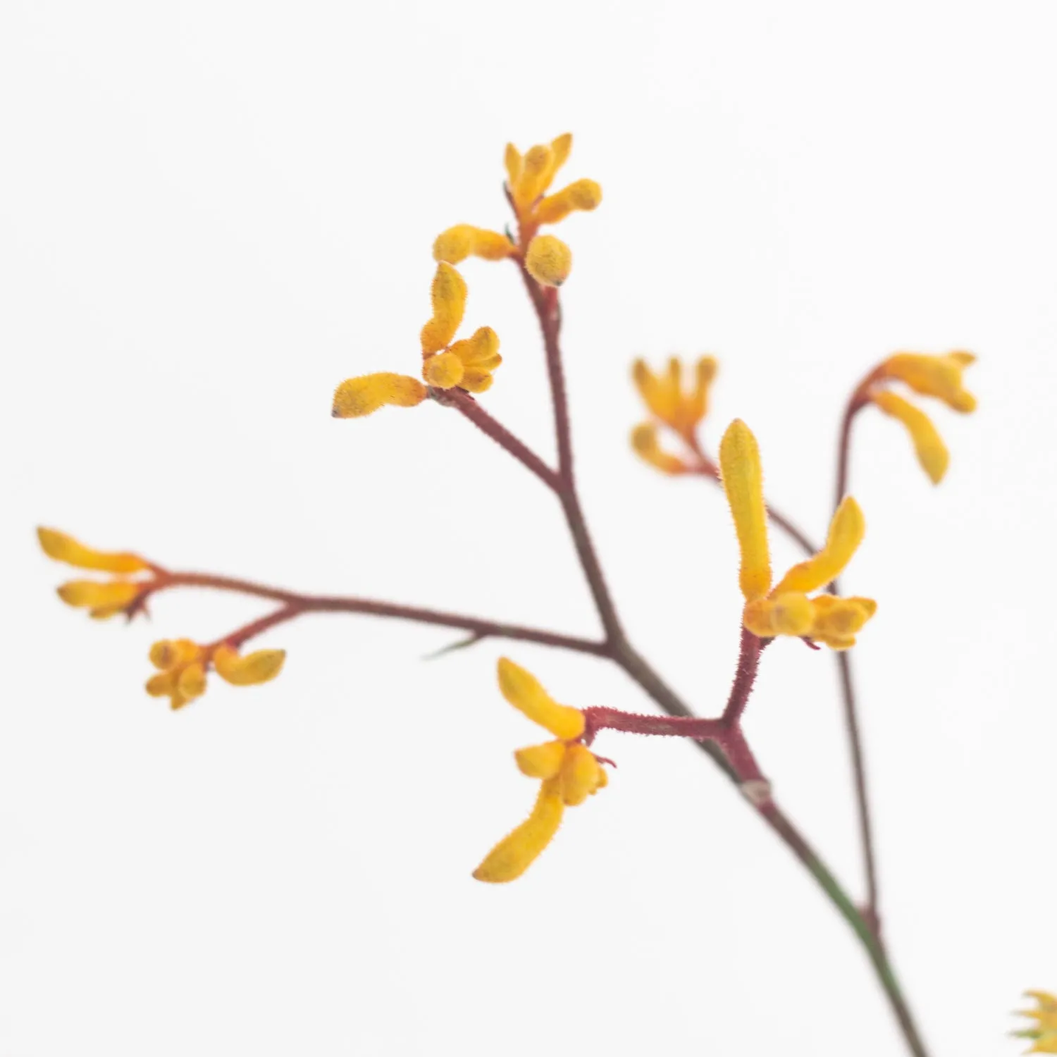 Kangaroo Paw - Gold
