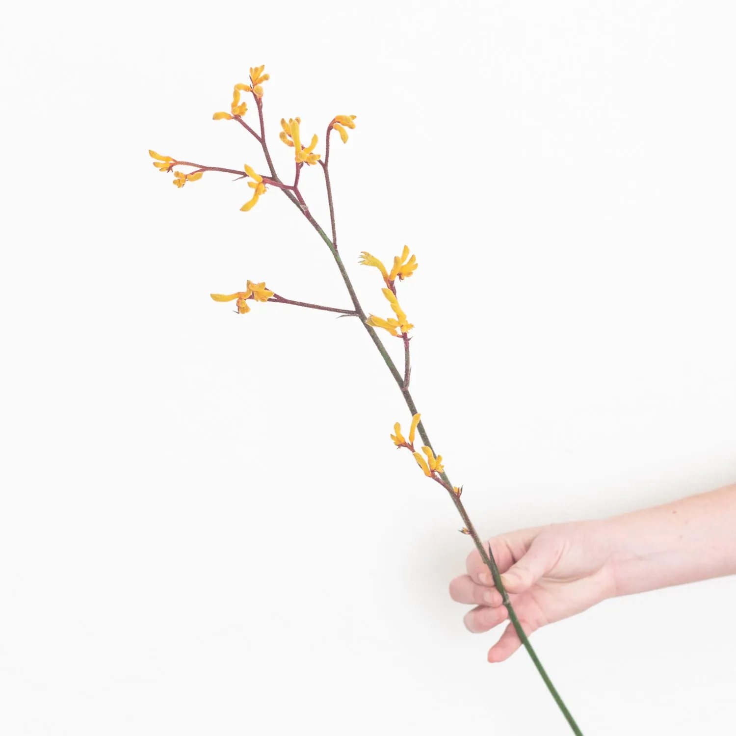Kangaroo Paw - Gold