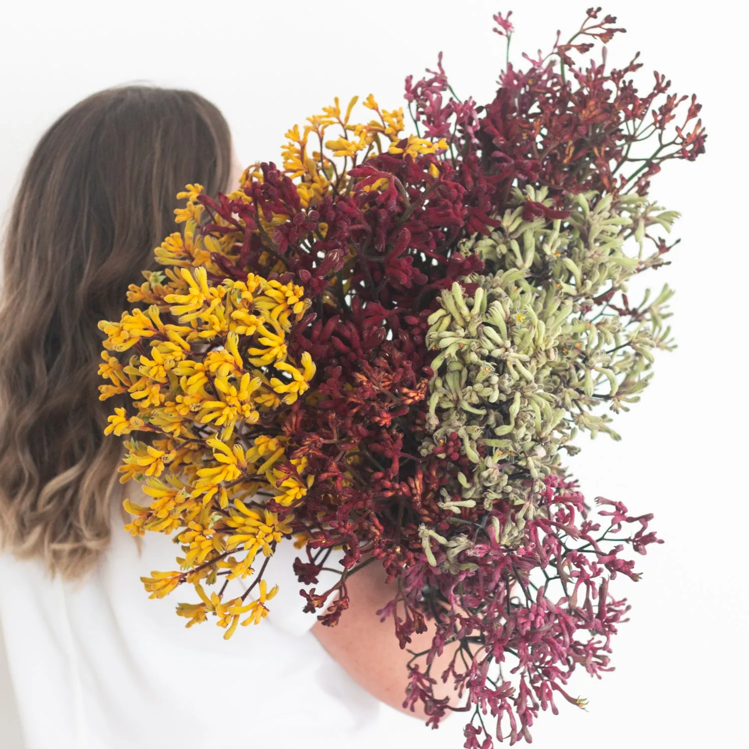 Kangaroo Paw - Gold