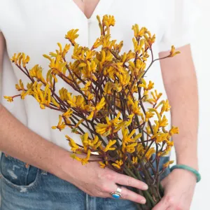 Kangaroo Paw - Gold