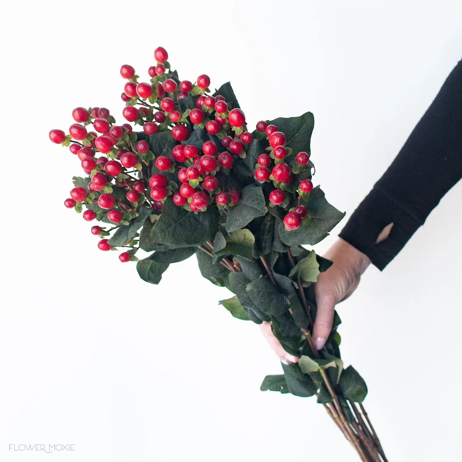 Red Hypericum Berries