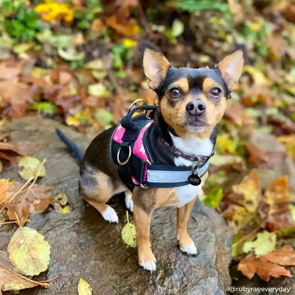 Star Pink Joyride Basic Essential Dog Harness 1.0