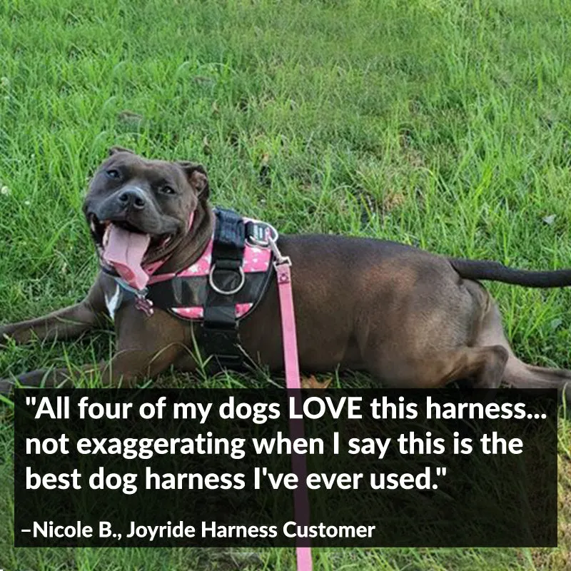 Star Pink Joyride Basic Essential Dog Harness 1.0